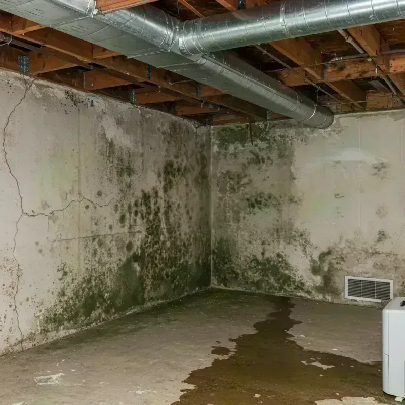 Professional Mold Removal in Auberry, CA